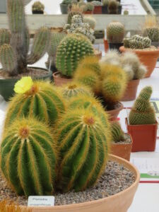 Parodia magnifica plant at Bradford cactus and succulent show
