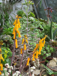 the greenhouse full of succulents at York Gate Garden in Leeds. Yellow Lachenalia flowers can be seen