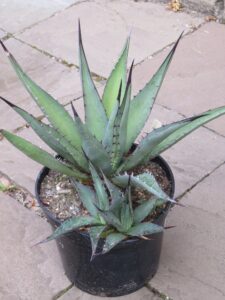 An Agave neomexicana succulent plant bought at Bradford Cactus and Succulent Auction in 2022. It has a lrge spiky plant with 3 offsets.