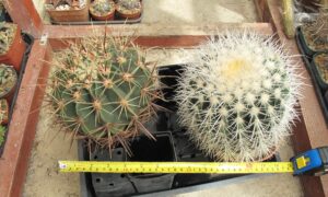 Ferocactus and Echinocactus cactus plants which were donated to Bradford cactus and succulent auction 