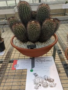 Copiapoa coquimbana plant that won Best Cactus at Bradford's cactus and succulent show