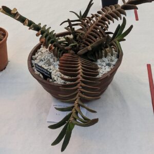 Gasteria rawlinsonii plant that won Best Succulent at Bradford's Cactus and Succulent Show