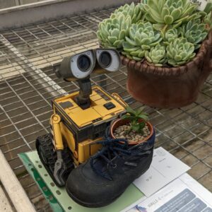 WALL-E with a succulent. In the themed display class at Bradford's Cactus and Succulent Show.